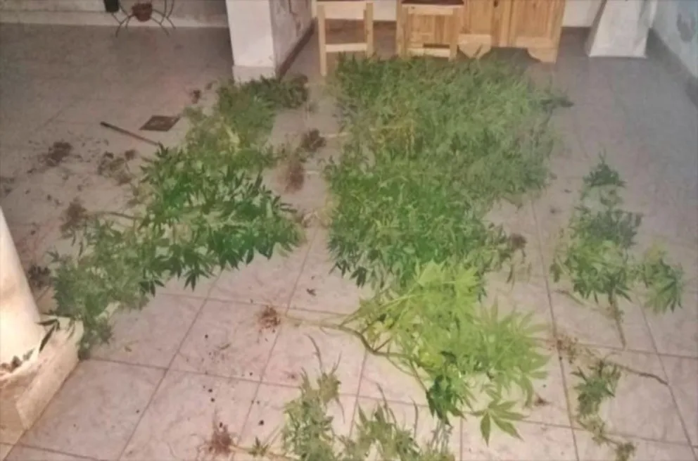 Marihuana