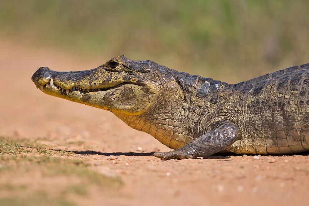 1200px-Brillenkaiman_Caiman_yacare