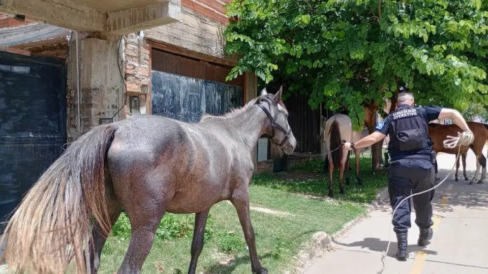 Secuestro equinos 2