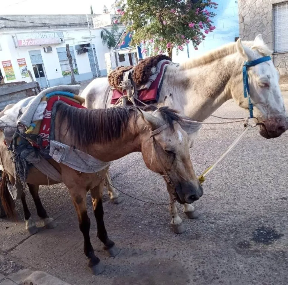 Equinos 2