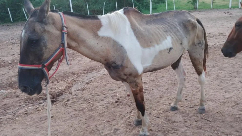 Equino