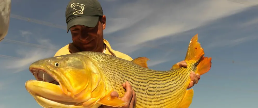 pesca dorado