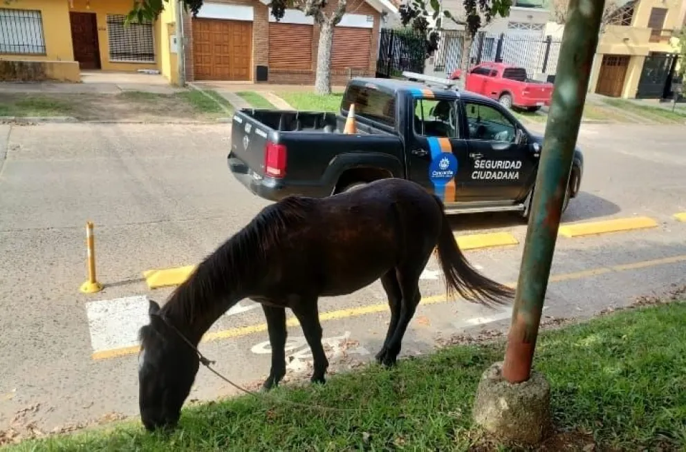 Equino