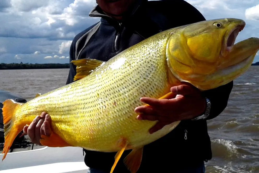 dorado_0