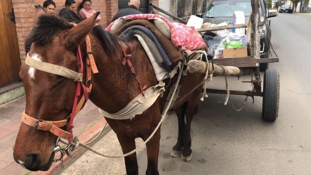 Equino
