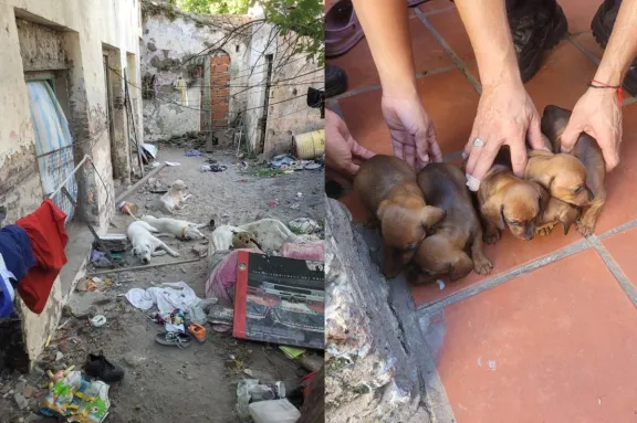 Rescataron 11 perros y un conejo en un allanamiento por presunta comercialización ilegal