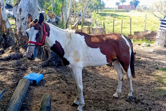 Allanamientos por abuso de armas en Concordia: secuestran armas, detectan animales en mal estado y detienen a un hombre con pedido de captura
