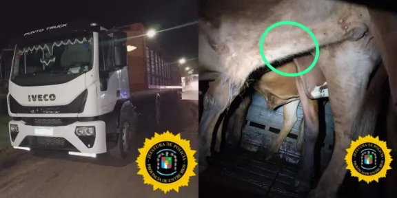 Frenaron el ingreso a la provincia de un camión con 39 vacunos infestados de garrapatas