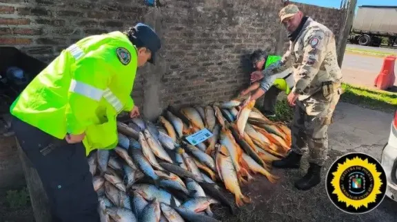 Secuestran cargamento ilegal de dorados y bogas sin condiciones sanitarias en un control sobre la Ruta 12