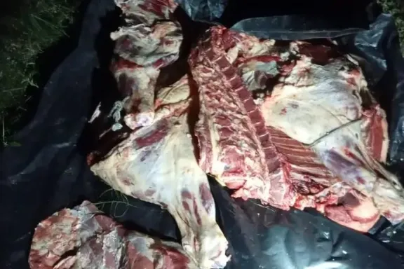 Hallaron una vaquilla faenada y escondida con nylon en un campo: identificaron a tres sospechosos
