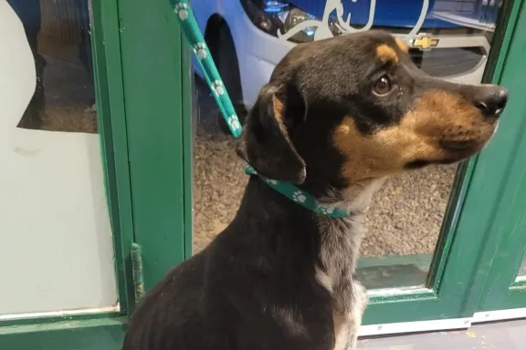 Rescataron a una perra desnutrida tras una denuncia por presunto maltrato animal