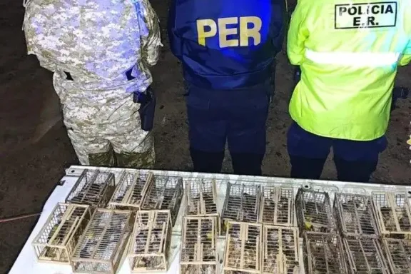 Tras una persecución policial, secuestraron 70 jilgueros transportados ilegalmente en Entre Ríos