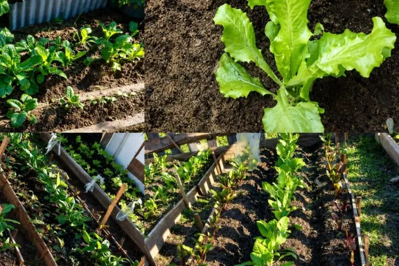 Se presentó un programa de huertas agroecológicas que busca generar trabajo e inclusión social