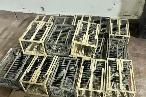 Liberaron los jilgueros rescatados del tráfico ilegal tras un operativo sobre la Ruta 14