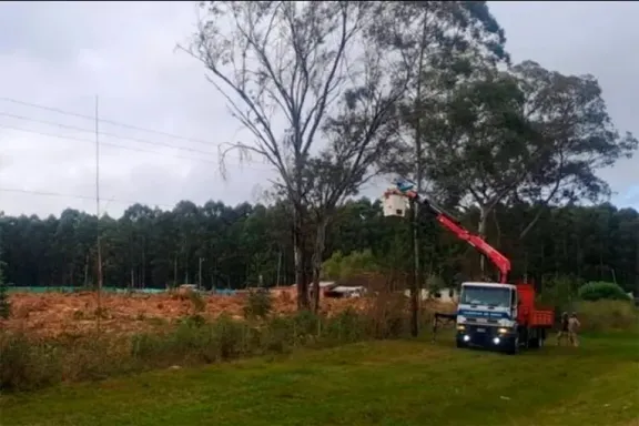 Un árbol cayó sobre una línea eléctrica y dejó sin luz a Calabacillas y parte de Puerto Yeruá