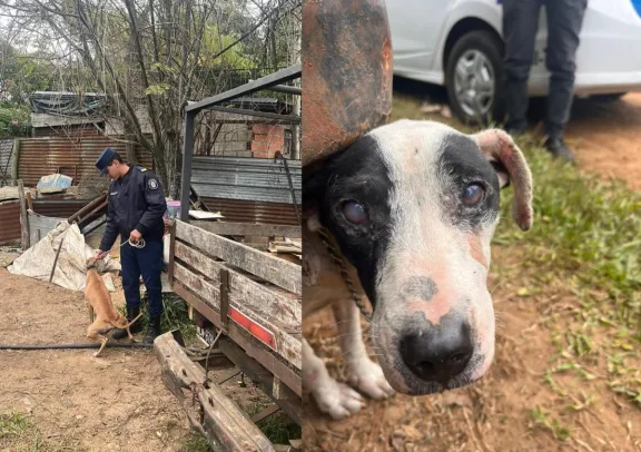 Ocho perros fueron rescatados tras un operativo por maltrato animal