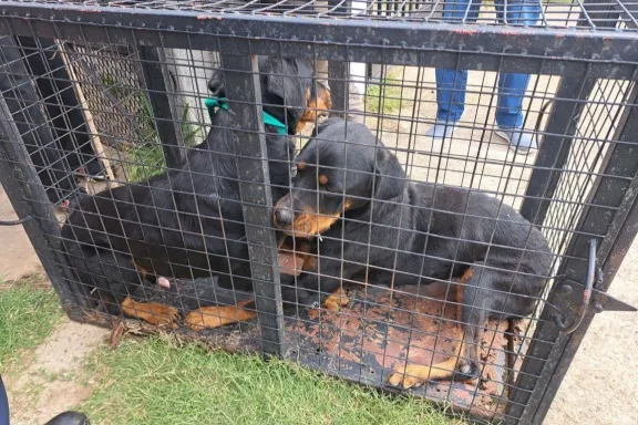 Condenaron a una peluquera canina por maltrato animal: deberá cumplir reglas de conducta durante dos años