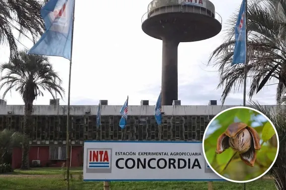 INTA Concordia avanza en el estudio del pecán y aporta datos clave para mejorar la producción en Entre Ríos