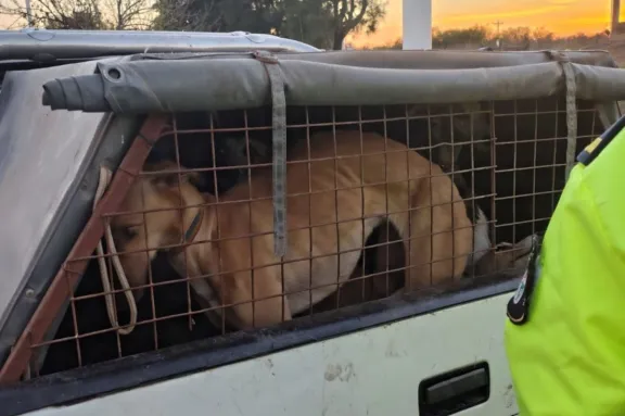 Decomisaron carne de origen irregular y detectaron cazadores furtivos durante operativos de control
