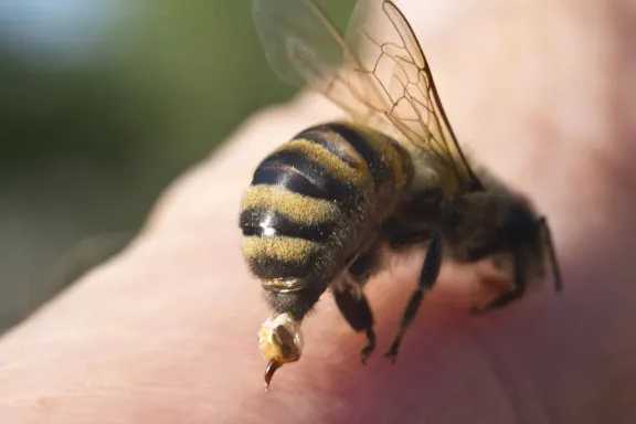 Conmoción en una escuela entrerriana: murió un preceptor tras sufrir la picadura de una abeja