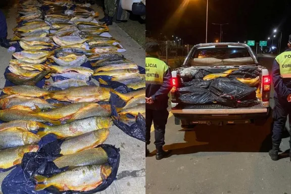 Secuestraron dorados, bogas y bagres valuados en más de cuatro millones de pesos