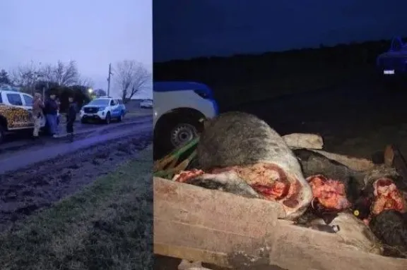Decomisaron 250 kilos de carne vacuna faenada que era transportada en un carro