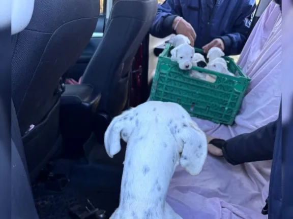 Rescataron 20 perros durante un allanamiento por maltrato animal en Concordia