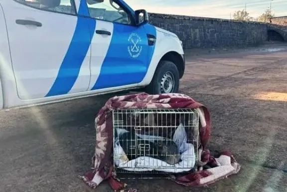 Rescataron al lobo marino que apareció en el río Uruguay y será trasladado para su rehabilitación