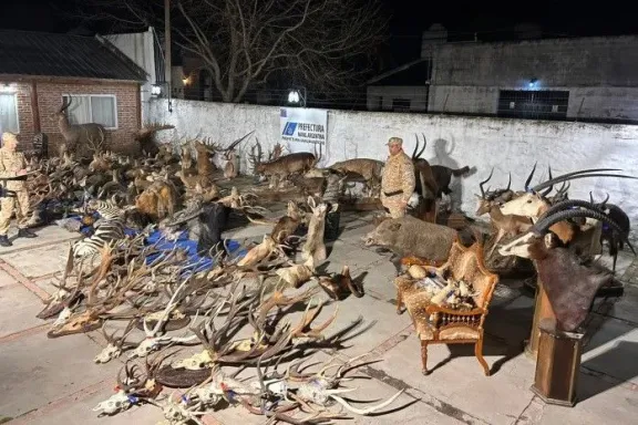 Megaallanamiento en Entre Ríos: secuestran armas, 15 mil municiones y trofeos de fauna valuados en más de $1.300 millones