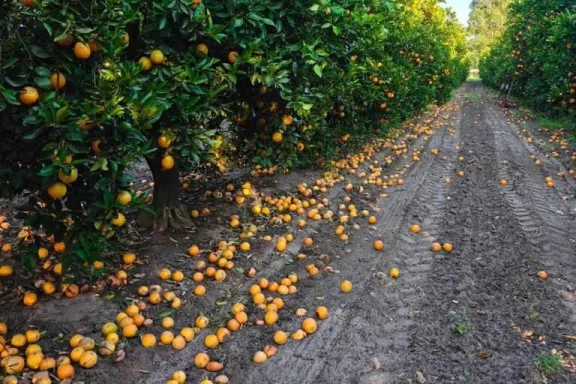 Alarma en Entre Ríos: miles de kilos de mandarinas y naranjas podrían perderse por el derrumbe del consumo