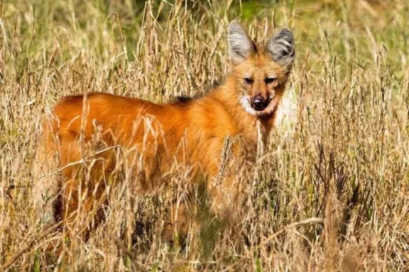 Rescataron un aguará guazú hallado en un terreno baldío y lo trasladaron a una reserva para su recuperación