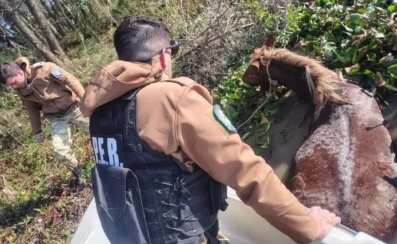 Policías rurales rescataron a una yegua preñada que estaba a punto de ahogarse