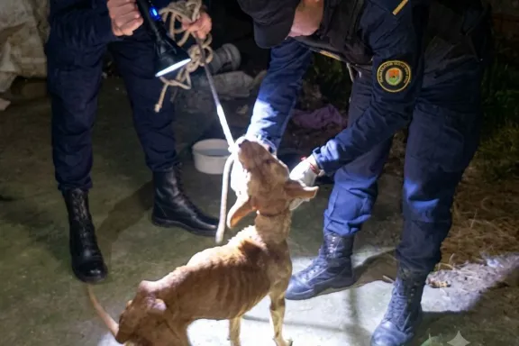 Concordia: rescataron una perra por un caso de maltrato animal tras una denuncia