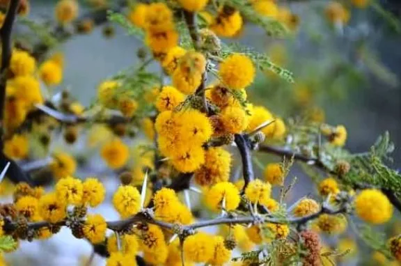 El espinillo, símbolo de Entre Ríos: por qué se celebra hoy el Día del Árbol Entrerriano